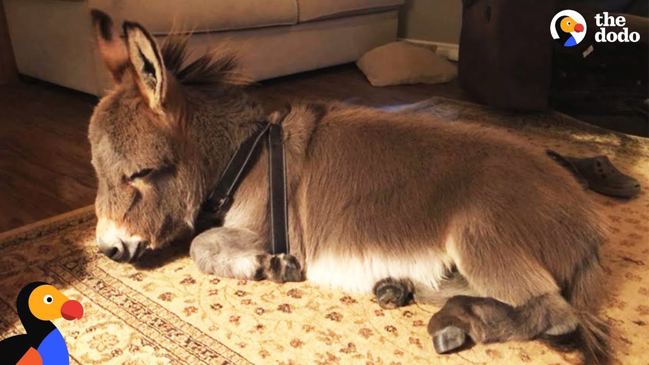 Tiny Donkey Actually Thinks He Is a Dog